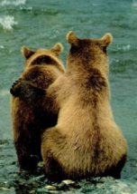熊の夫婦